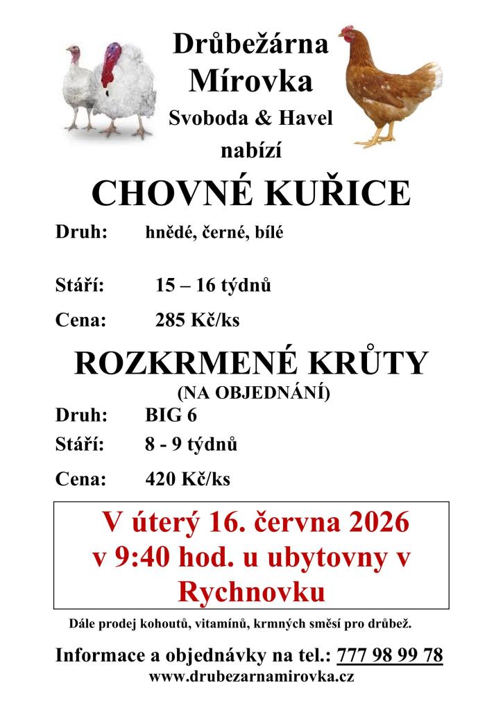 kuřice 1